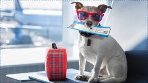 TSA's Strict New Pet Travel Rules